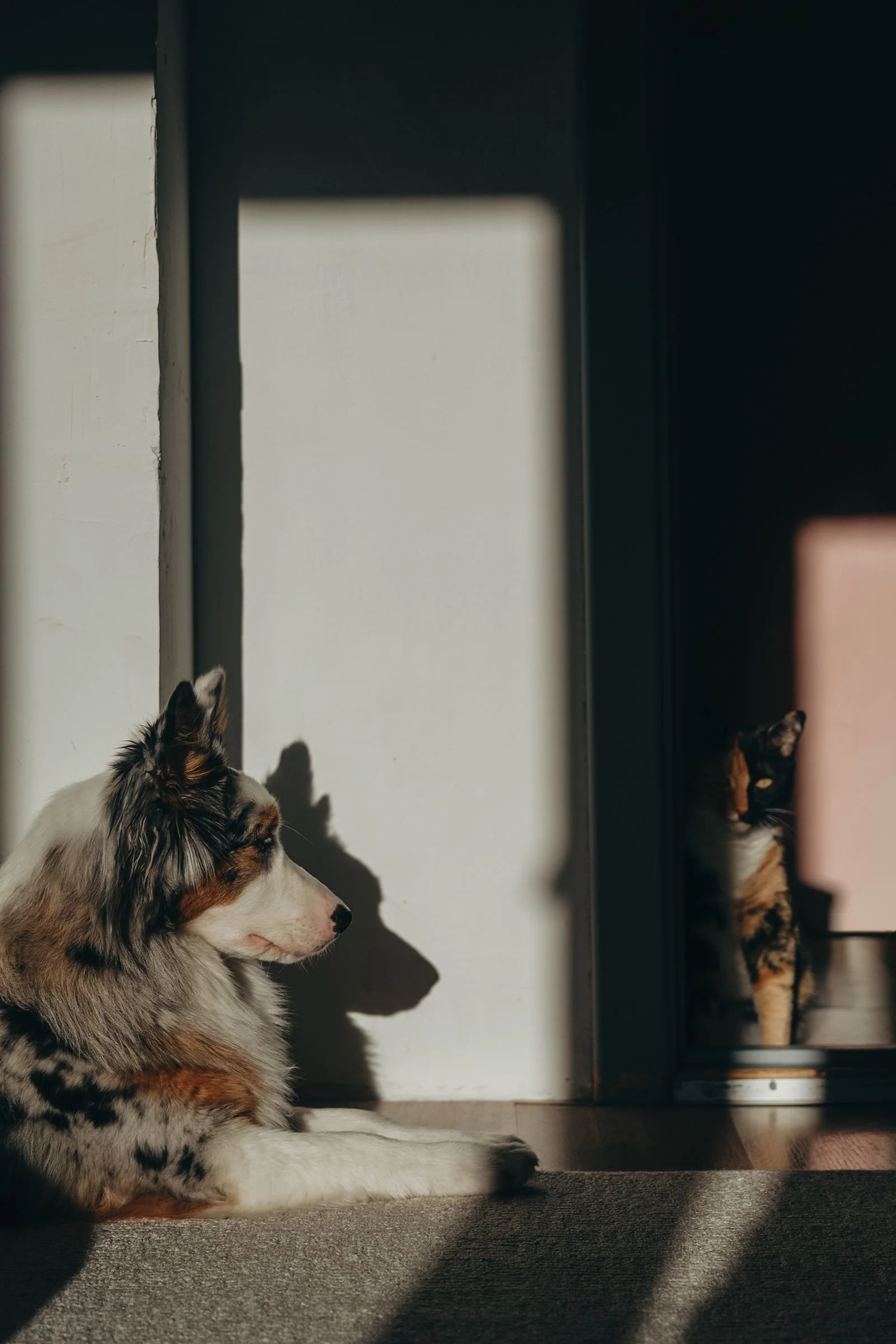 Plug Walk AI Filter for Pets: Photo Guide